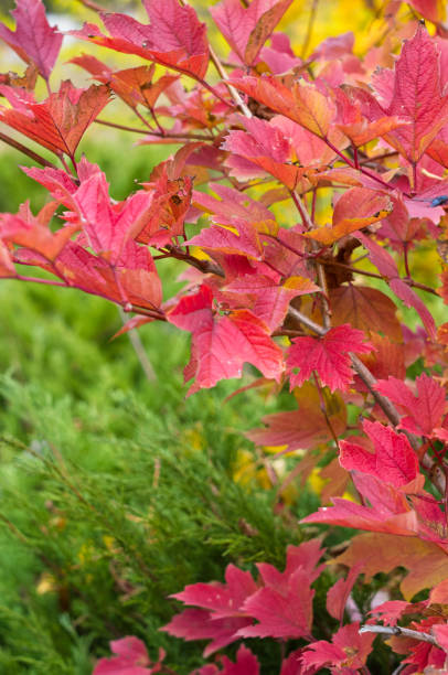istock bright red, green and yellow autumn leaves 869141906
