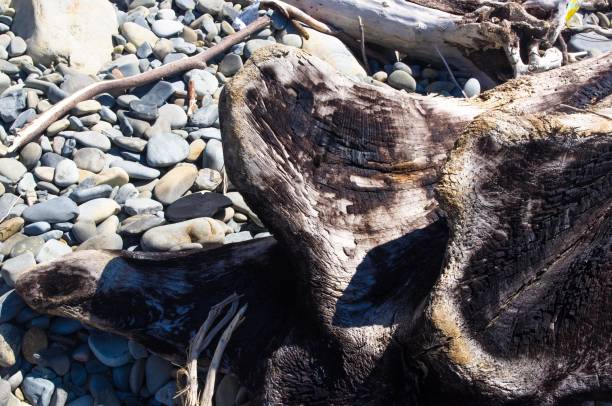 istock driftwood, washed up by the sea on a pebble beach 869142376