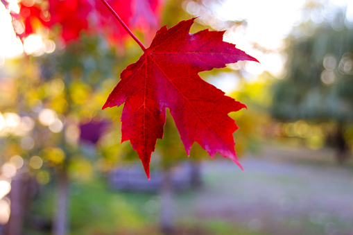 Canadian Maple Leaf. Canadian Culture.