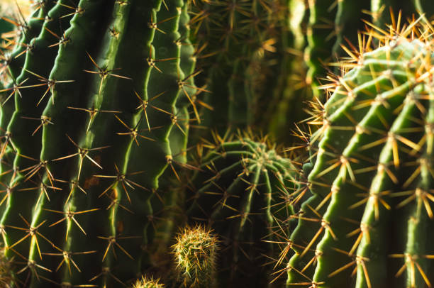 istock Cactus echinopsis tubiflora 869148496