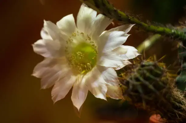 Cactus flowers echinopsis tubiflora, selective focus, black background