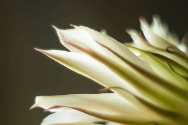 Cactus flowers echinopsis tubiflora, selective soft focus, black background