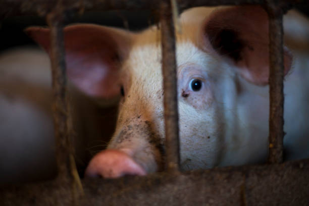 pitiable pig in small cage waiting to be killed, in dark tone - domestic pig imagens e fotografias de stock