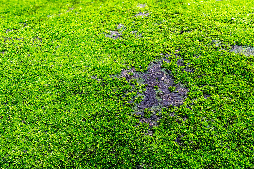 green moss background macro picture