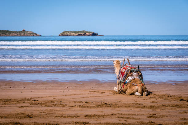 Camel and sea Camel at Essaouira's beach looking at the view essaouira stock pictures, royalty-free photos & images
