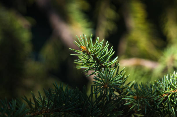 istock Green fluffy fir tree brunch close up 869153806
