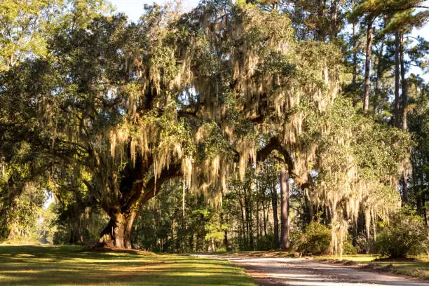 Photo of Southern live oak