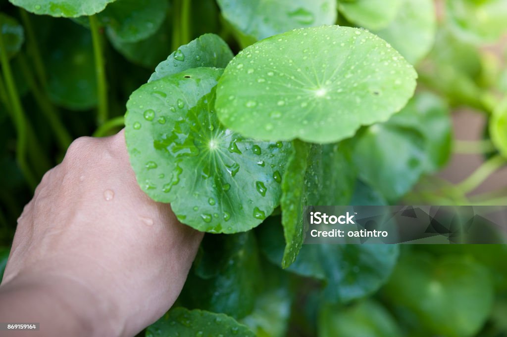 Asiatic Pennywort in traditional medicine Asiatic Pennywort in traditional medicine.green nature background. Aging Process Stock Photo