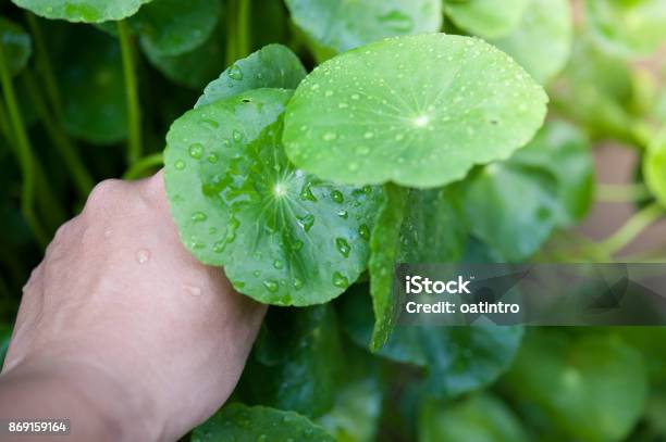 Asiatic Pennywort In Traditional Medicine Stock Photo - Download Image Now - Aging Process, Alternative Medicine, Arthritis