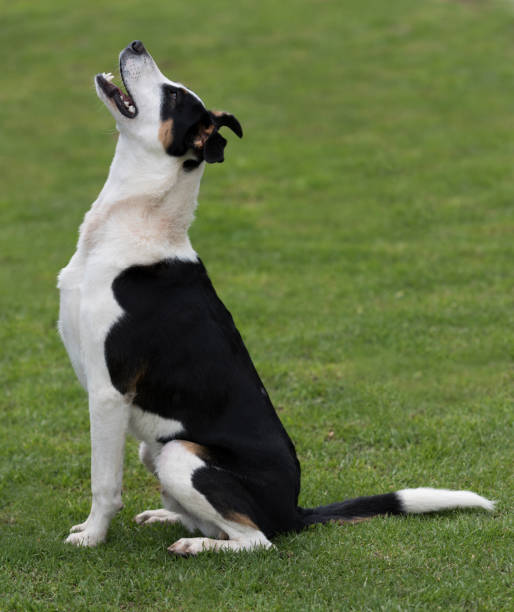 istock Beautiful mutt dog at the park 869160648
