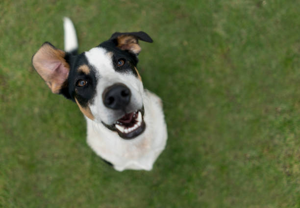istock Lovely mutt dog at the park 869160664