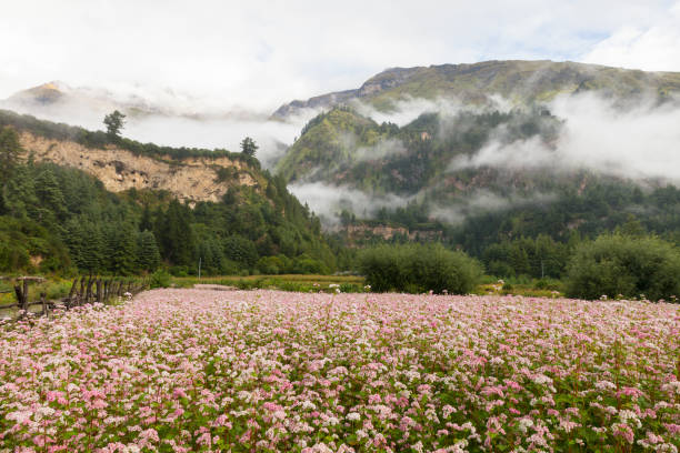 Meadow flowers with mountain landscape.