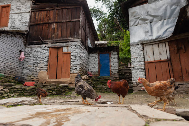 istock Group of chicken walking on the ground. 869164408