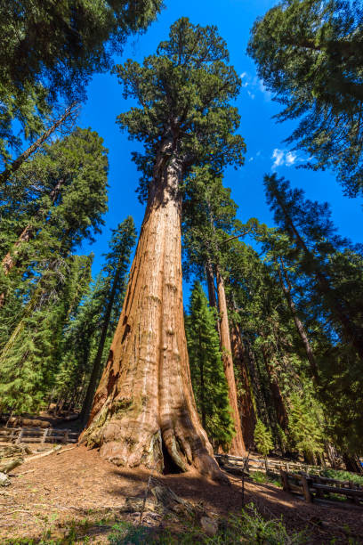 istock General Sherman Tree - the largest tree on Earth, Giant Sequoia Trees in Sequoia National Park, California, USA 869166914