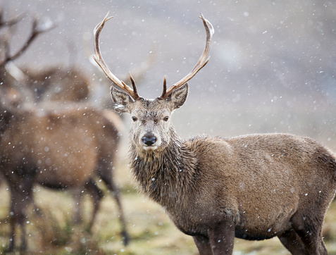 A Red Deer Stag. Taken in the Scottish Highlands during winter