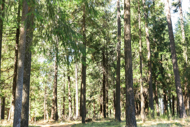 istock Beautiful Bright Green Trees in the Forest 869174594