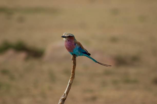 istock Close Up of Bird 869174702
