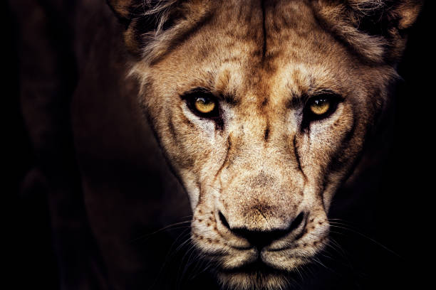 Lioness portrait Close-up of lioness coming from the shadow. leo stock pictures, royalty-free photos & images