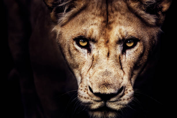 портрет львицы - lion africa undomesticated cat portrait стоковые фото и изображения