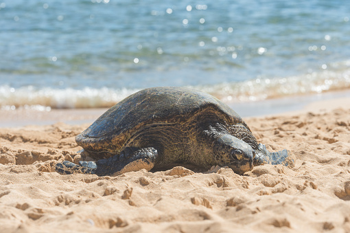 Sea turtle spends a lazy, sunny afternoon crawling along Hawaiian beach sand
