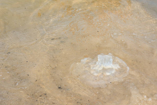 Jellyfish on the beach.Thailand