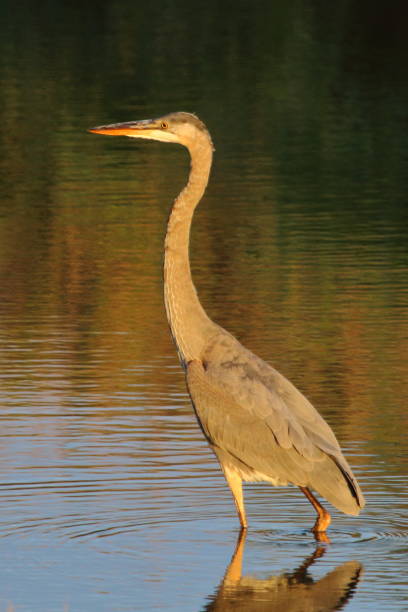 istock Great Blue Heron in the Sunset 869178918