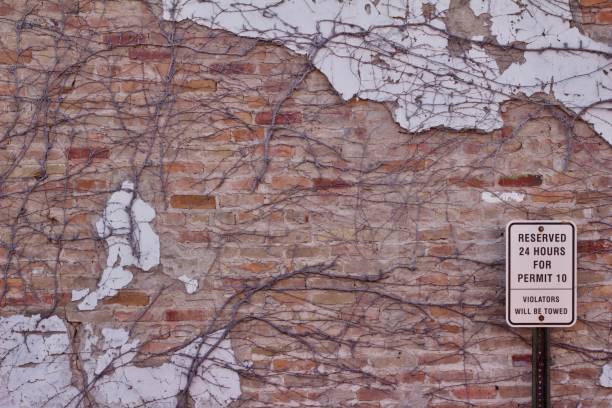 istock Old white painted brick wall background with exposed bricks and clinging grape vine branches 869186010