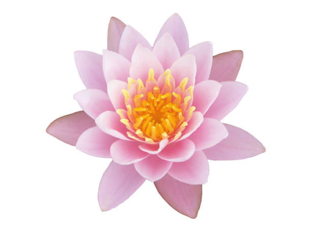 fleur de lotus douce sur fond blanc, avec un tracé de détourage - water lily pink yellow photos et images de collection