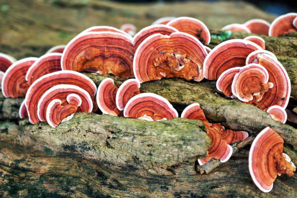 istock Ganoderma Lucidum Mushroom or Ling Zhi Mushroom on timber 869188196