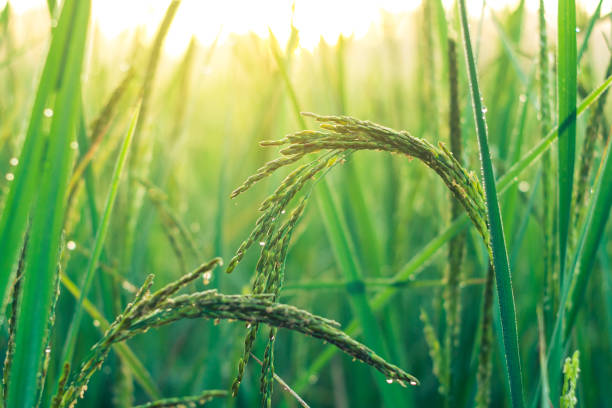 istock Morning sunshine in lush green fields. 869188372