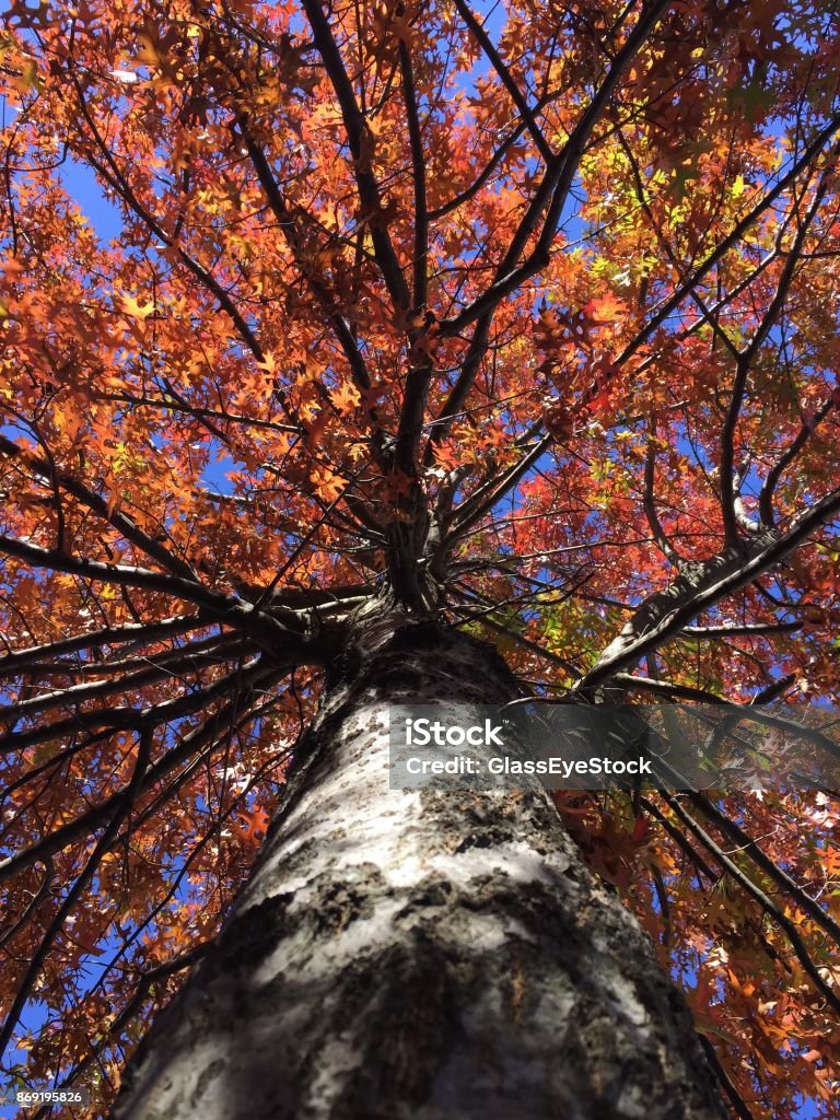 Autumn maple tree from below Bright autumn colors adorn a maple tree seen from below Arts Culture and Entertainment Stock Photo