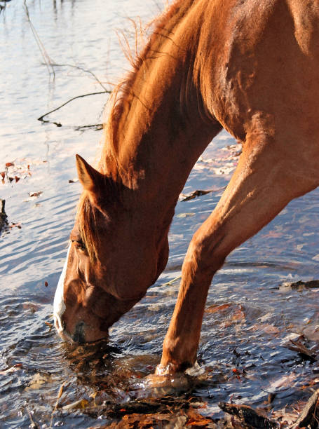 istock Horse Drinking from Lake 869196416