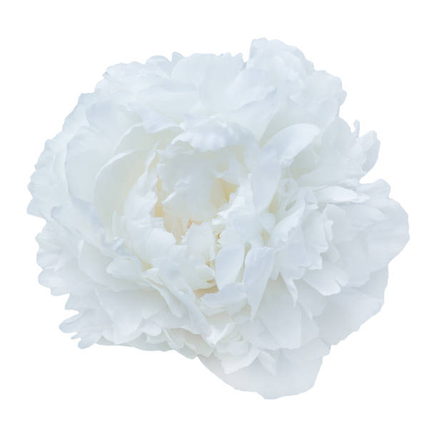 istock single scented fragrant trendy  pale white peony 869196892
