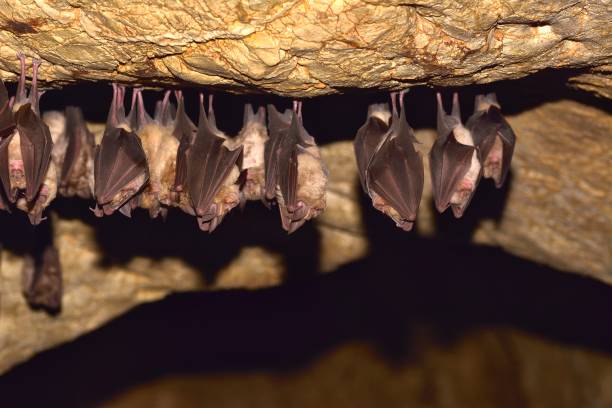 istock Group of Lesser horseshoe bat (Rhinolophus hipposideros) 869199718