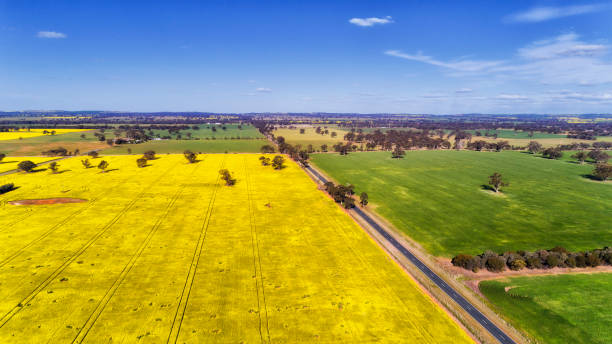 istock D Farmland Plains Canola Road 869202272