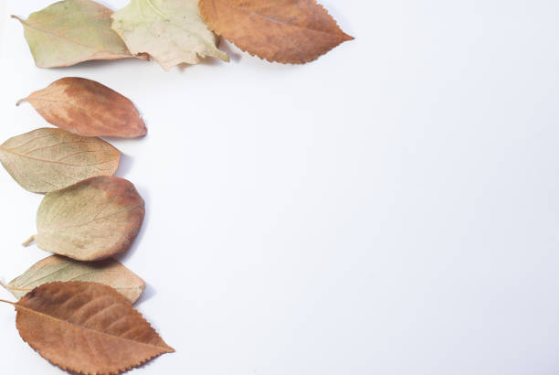istock Design element. Corner frame of beautiful fallen leaves 869203176