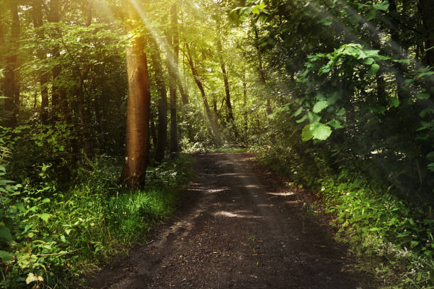 Still life shot of a forest landscape