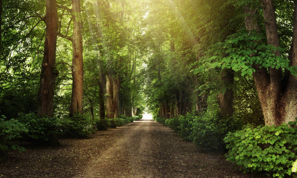 istock The lush beauty of nature 869210806