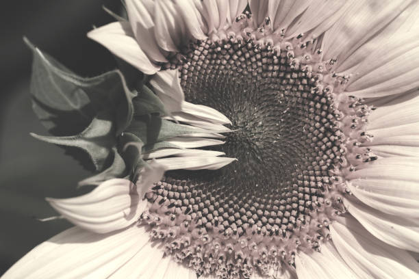 istock head of sunflower 869210934