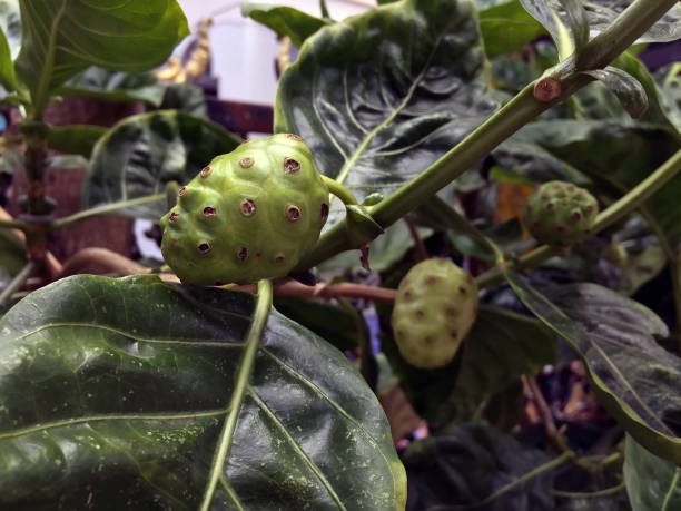 Noni Fruit On The Tree Stock Photo - Download Image Now - Fruit