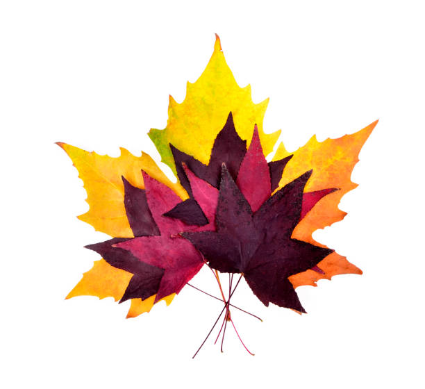 Colorful autumn leaves on an isolated Colorful autumn leaves on an isolated white background plant city photos stock pictures, royalty-free photos & images