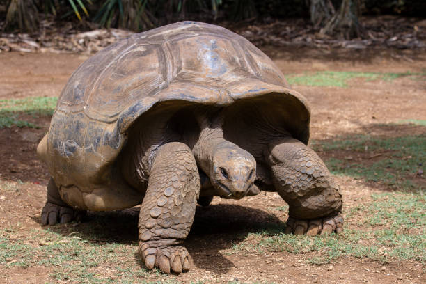 istock Giant turtles, dipsochelys gigantea in island Mauritius 869226270