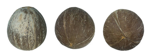 istock Different side of brown coconut isolated on white background with clipping path. 869226418
