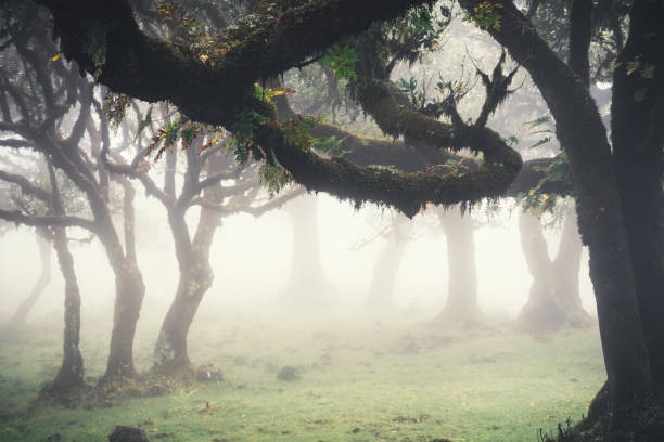 istock Mysterious Laurel Forest On Madeira Island 869238296