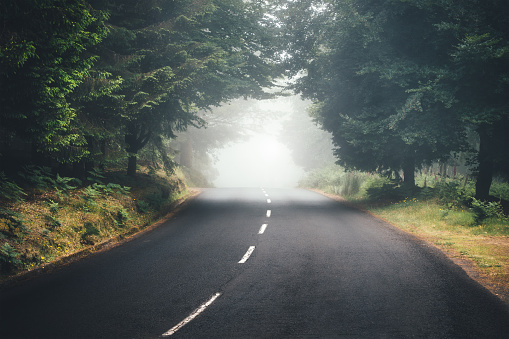 Road through the foggy forest on Madeira Island.