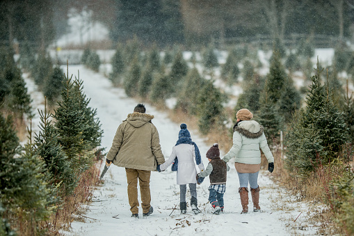 An Asian family is outdoors at a Christmas tree farm during winter. They are wearing warm coats and hats. The father, daughter, mother and son are walking hand-in-hand to search for a Christmas tree. Snow is gently falling.