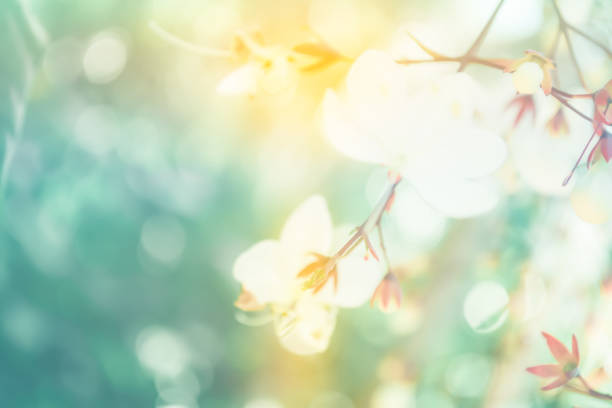 istock small white flower with bokeh spring of nature background 869241842