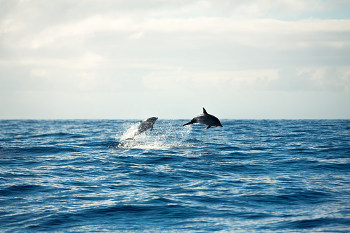 Group of dolphins jumping from the sea (Atlantic Ocean, Madeira Island).