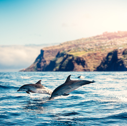 Group of dolphins jumping from the sea (Atlantic Ocean, Madeira Island).