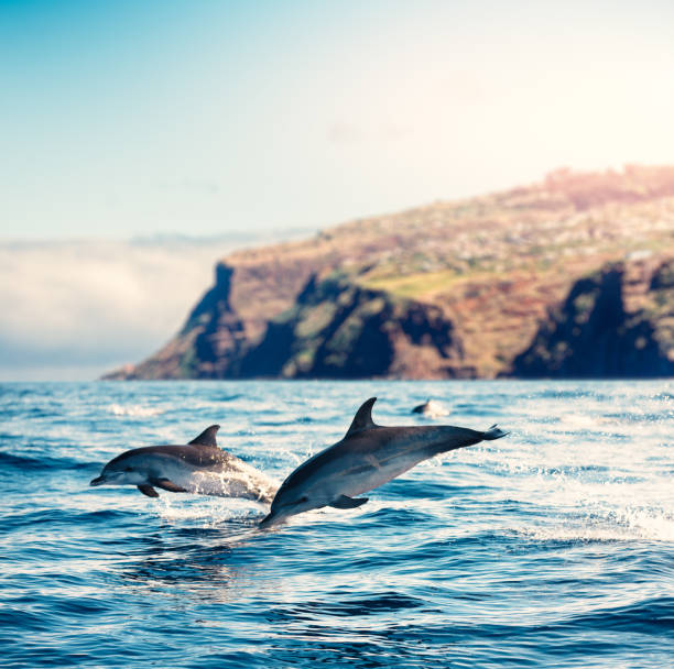 Madeira Island Dolphins Group of dolphins jumping from the sea (Atlantic Ocean, Madeira Island). atlantic islands photos stock pictures, royalty-free photos & images